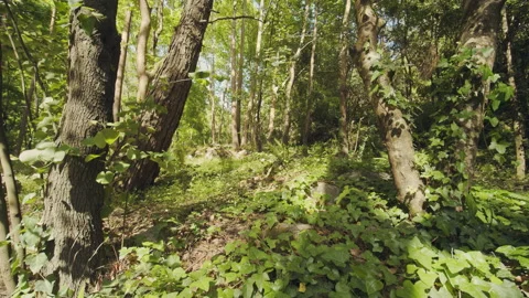 Forest Stock Footage 156066089