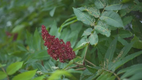 Forest Stock Footage 157701429