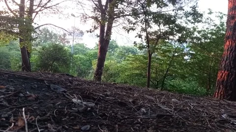 Forest Stock Footage 158454055