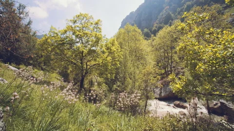 Forest Stock Footage 159178725