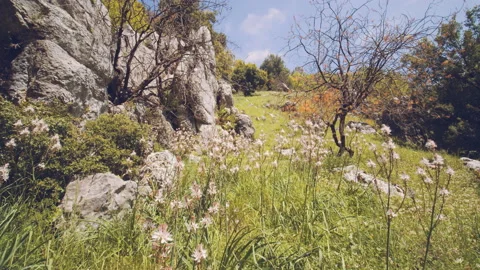 Forest Stock Footage 159180977