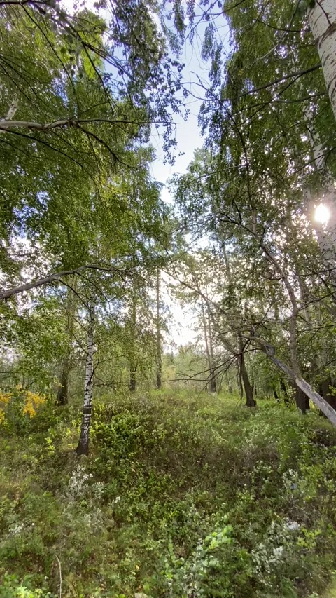 Forest Stock Footage 160914334