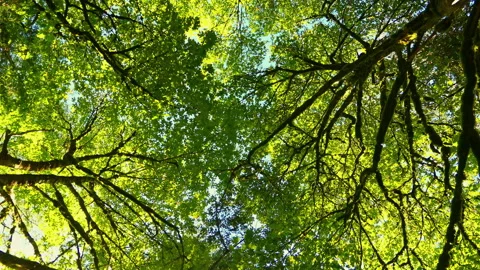 Forest Stock Footage 162361036