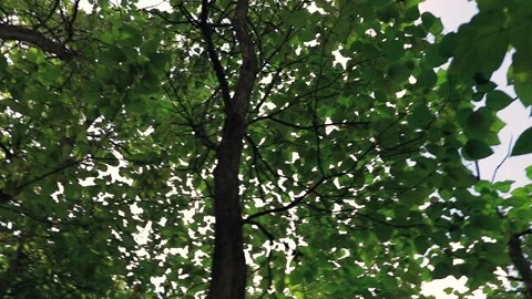 Forest  Stock Footage 163315186