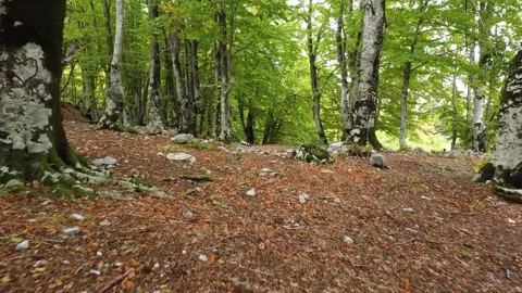 Forest Stock Footage 164253065