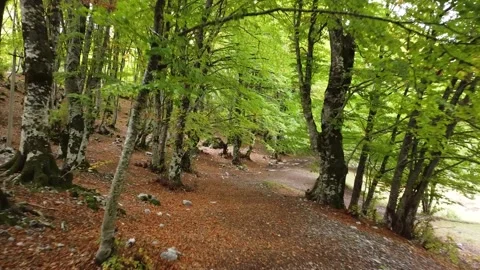 Forest Stock Footage 164253069