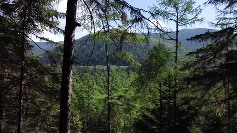 Forest Video stock 166091355