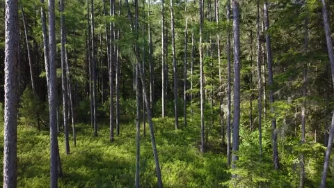 Forest Video stock 166091377
