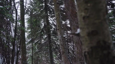 Forest Stock Footage 166358622