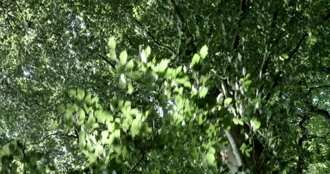 In the forest Stock Footage 166390364