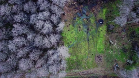 Forest Stock Footage 169315130