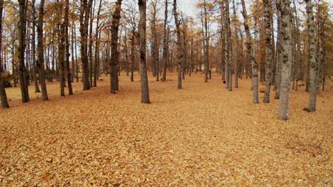 Forest Stock Footage 169494901