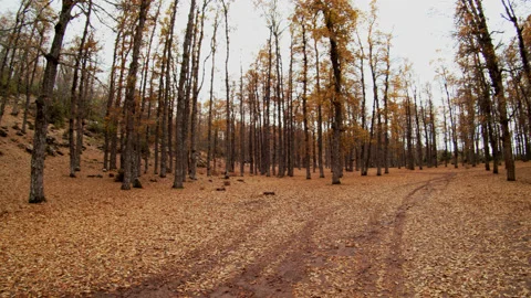 Forest Stock Footage 169495719