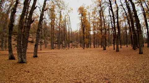 Forest Stock Footage 169496988