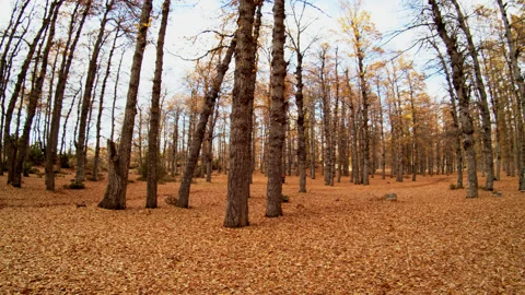 Forest Stock Footage 169498880
