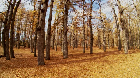 Forest Stock Footage 169500907