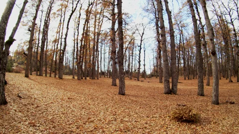 Forest Stock Footage 169504110
