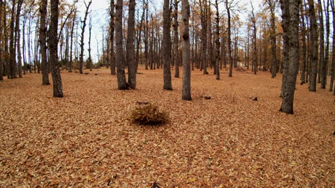 Forest Stock Footage 169512309