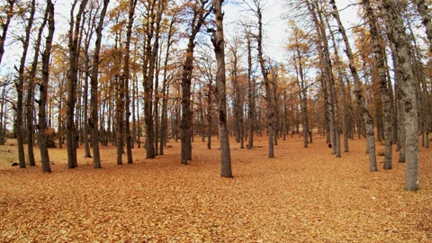 Forest Stock Footage 169515936