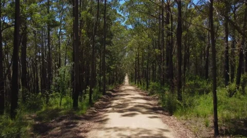 Forest Stock Footage 170741638