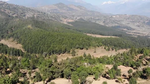 Forest. Stock Footage 170883005