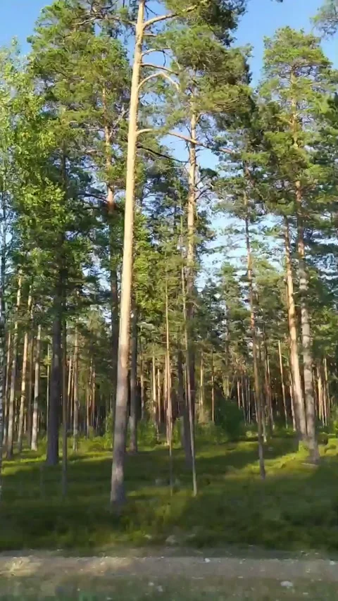 Forest Stock Footage 171909102