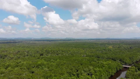 Forest Stockbeeldmateriaal 172325796