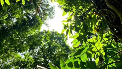 Forest Stock Footage 193884051