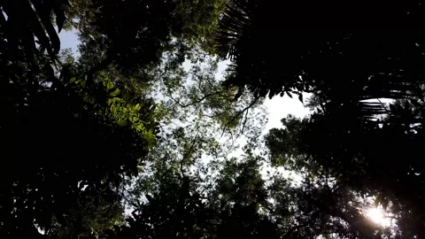 Forest Stock Footage 194468803