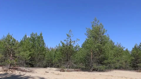 Forest Video stock 195992946