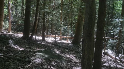 Forest Stock Footage 196735467