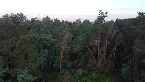Forest Stock-Footage 202204607