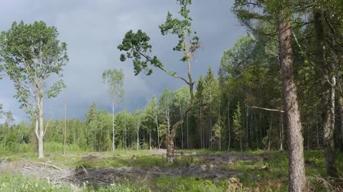 Forest Video stock 203968777