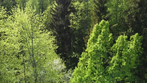Forest Stock Footage 204971112