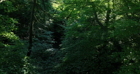 In the forest Stock Footage 205429896
