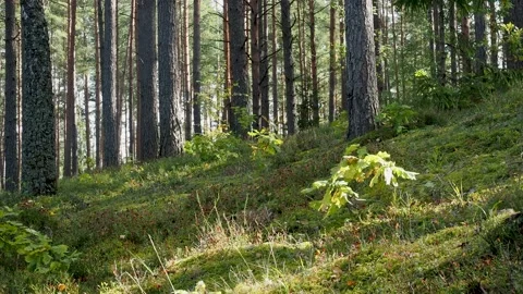 Forest Stock Footage 208122620