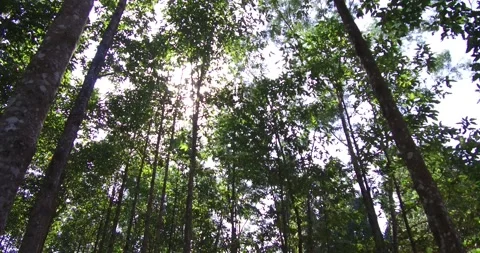 Forest Stock Footage 209531322