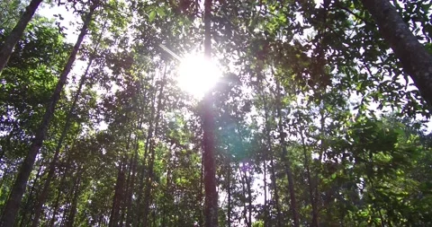 Forest Stock Footage 209531353