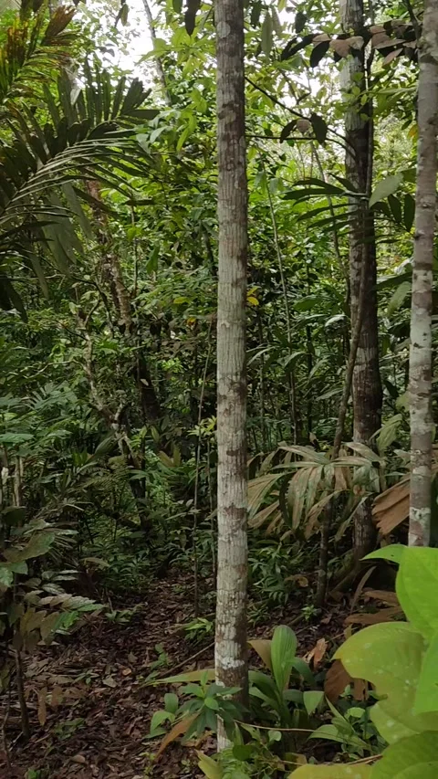 The forest Stock Footage 209880304