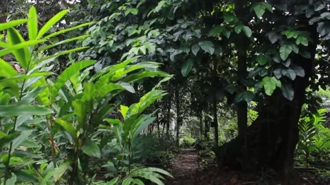 Forest Stock Footage 213188410