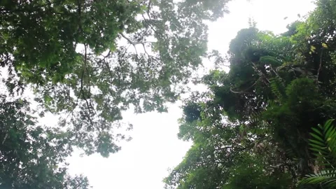 Forest Stock Footage 217329398