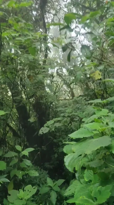 Forest 스톡 동영상 219374156