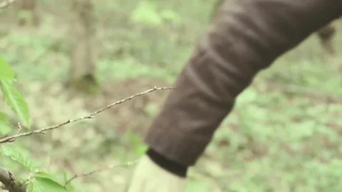 Forest Video stock 220547245