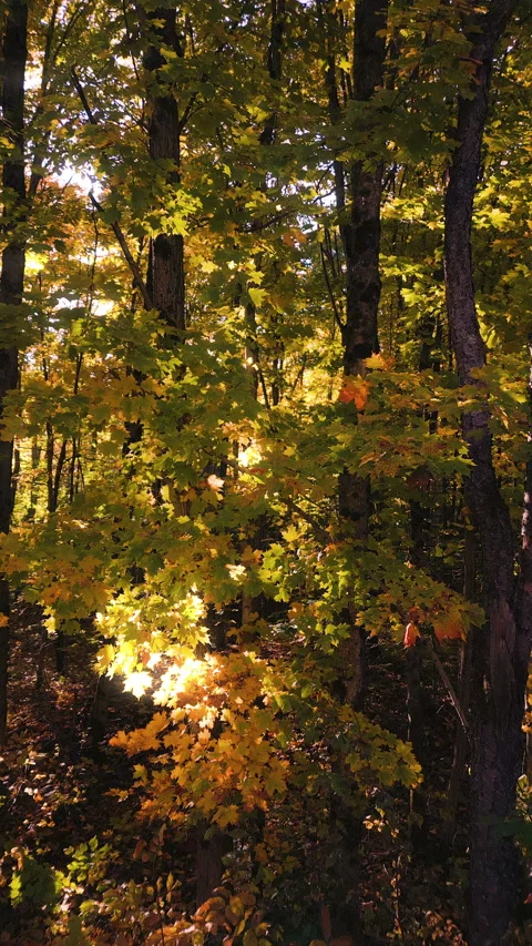 Forest Stock Footage 221411940