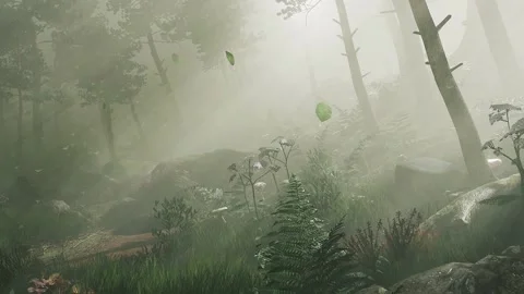 Forest Stock Footage 223362451