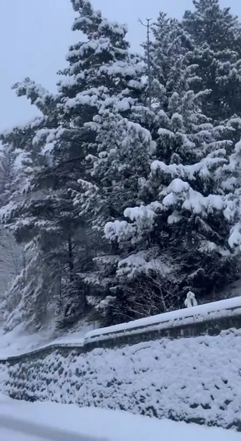 Forest 動画素材 230109374