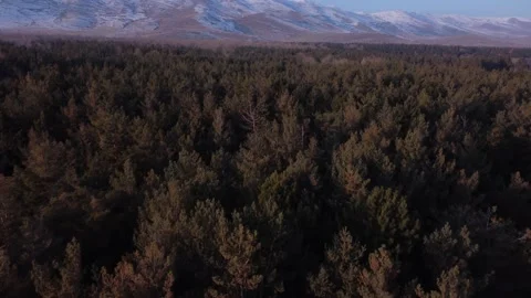 Forest Stock Footage 230887535