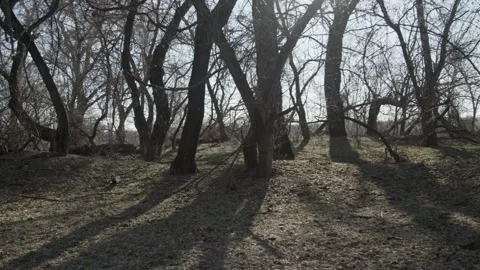 Forest Stock Footage 231908674