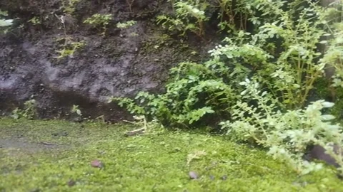 FOREST Stock Footage 232097640