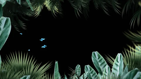 Forest Stock Footage 238039469